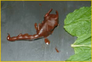 chocolate covered scorpion