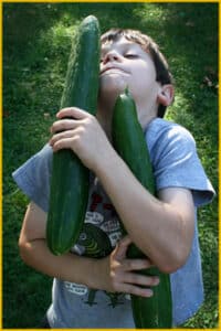 harvest enormous cucumber