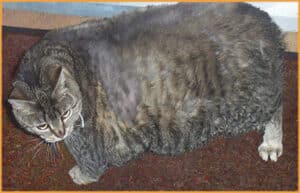 Really Fat Cat