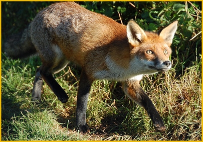 Fox with a Bucket of Chicken in Sight