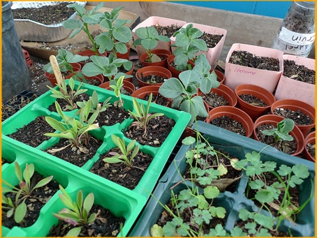 Carthay Center School Garden