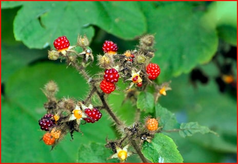 Wild Berries