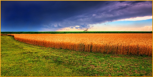 Kansas Summer Wheat and Storm Panorama